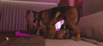 69_position animal_genitalia animal_penis bed canine_genitalia canine_penis duo erection fellatio feral feral_on_feral feral_penetrated feral_penetrating feral_penetrating_feral fur furniture genitals intraspecies knot knotted_penis male male/male male_penetrated male_penetrating male_penetrating_male mutual_oral oral oral_penetration penetration penile penile_penetration penis realistic_feral sex trioami260 canid canine canis domestic_dog german_shepherd herding_dog mammal pastoral_dog 3d_(artwork) 3d_animation animated digital_media_(artwork) sound webm