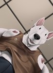 abs anthro bodily_fluids bulge male muscular muscular_male nipples pecs solo sweat teeth tush_(artist) pec_pov_meme julius_(tush) bull_terrier canid canine canis domestic_dog hunting_dog mammal terrier hi_res