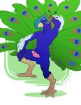 anthro avian_feet balls big_tail blue_balls digitigrade feathers genitals glans hair humanoid_genitalia humanoid_penis male multicolored_hair muscular muscular_male penis pink_glans pink_penis solo tail tail_feathers brolaren arta_aere avian bird galliform peafowl phasianid absurd_res hi_res