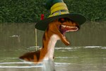 clothing hat hat_only headgear headgear_only headwear headwear_only magic_user male mostly_nude red_eyes solo underwater water wide_brim_hat wide_brimmed_hat wizard_hat henryisraptor henry_(henryisraptor) dinosaur dromaeosaurid lizard prehistoric_species reptile scalie theropod velociraptor