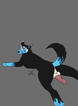 anus backsack balls black_body blue_body blue_eyes blue_fur butt digitigrade erection feet feral fur genitals knot knotted_penis looking_at_viewer looking_back looking_back_at_viewer lying male on_front paws penis solo submissive tattoo 40-below canid canine canis domestic_dog husky mammal nordic_sled_dog spitz hi_res