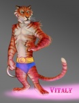 anthro belt blue_clothing briefs circus clothing male ring russian simple_background solo stripes tail underwear tevionbee dreamworks madagascar_(series) vitaly_(madagascar) felid mammal pantherine tiger