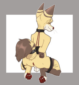 anthro anus backsack balls bdsm bent_legs blush bondage bound collar collar_pull genitals hands_behind_back legs_tied male pawpads presenting presenting_anus presenting_balls solo spread_legs spreading yuzu_zuzu canid canine fox mammal hi_res
