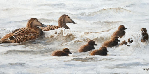 family female feral group partially_submerged realistic realistic_feral sea water young renum63 anatid anseriform avian bird duck eider sea_duck 2013 acrylic_painting_(artwork) detailed painting_(artwork) traditional_media_(artwork) traditional_painting_(artwork)