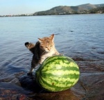 ambiguous_gender comically_large_object daww day detailed_background feral food fruit lake melon mountain outside plant real sea seaside sky solo tail water watermelon wet what unknown_artist real_world domestic_cat felid feline felis mackerel_tabby mammal tabby_cat grandfathered_content low_res photography_(artwork)