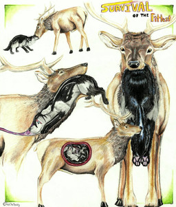 ambiguous_gender animal_genitalia antlers black_body black_fur black_hooves black_nose black_tail blue_eyes bodily_fluids brown_body brown_eyes brown_fur curled_up duo esophagus facial_scar feral feral_pred feral_prey front_view fully_inside fur genitals grey_body grey_fur head_first hooves horn inside_mouth inside_stomach inside_throat internal male oral_vore organs partially_inside pawpads pink_pawpads quadruped role_reversal scar sheath side_view simple_background stomach stomach_acid swallowing tail text vore wet white_background alekthebeasty nintendo pokemon cervine deer elk generation_3_pokemon mammal mightyena pokemon_(species) english_text hi_res