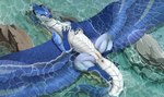 anus blue_body blue_scales claws female feral genitals jewelry looking_at_viewer lying lying_in_water necklace on_back partially_submerged pussy scales shallow_water solo tail ventral_scales white_body white_scales wings ishiru mythology celina_(ghooostie) dragon mythological_creature mythological_scalie scalie hi_res