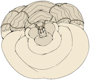 after_vore anthro back_fat bloated cheek_bulge fangs fat_neck female horn hyper_cheeks looking_at_viewer love_handles morbidly_obese morbidly_obese_anthro morbidly_obese_female obese obese_anthro obese_female overweight overweight_anthro overweight_female scales small_head smile solo teeth thick_neck vore boot_(artist) wadi_(boot) reptile scalie snake viper 2019 dialogue_in_description