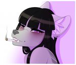 abstract_background anthro bared_fangs bared_teeth bedroom_eyes black_hair drugs femboy fur gradient_background grey_body grey_fur grey_nose hair heart_eyes heart_symbol hime_cut inner_ear_fluff male marijuana narrowed_eyes purple_eyes seductive showing_teeth simple_background smile smoking solo tuft novaberry matija canid canine canis mammal wolf headshot_portrait portrait