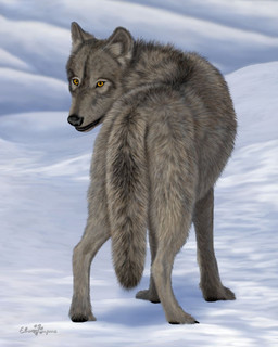 amber_eyes ambiguous_gender black_lips black_nose black_pawpads claws feral fluffy fluffy_tail fur grey_body grey_fur inner_ear_fluff lips looking_back outside pawpads paws quadruped rear_view snow solo tail tuft winter ebon_lupus canid canine canis mammal northwestern_wolf wolf 4:5 hi_res source_request