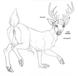 animal_genitalia animal_penis animal_vulva antlers anus backsack balls bodily_fluids cervine_genitalia cervine_penis dripping equine_genitalia equine_vulva erection feral feral_with_hands fur genital_fluids genitals hair hooves horn intersex maleherm penis precum precum_drip raised_tail rear_view solo tail vulva arania the_cabin_in_the_woods_(arania) keith_(tcitw) deer mammal hi_res monochrome
