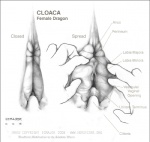 anatomically_correct animal_genitalia clitoris cloaca cloacal cloacal_fingering diagram dragon ecmajor educational english_text female feral fingering genitals greyscale gynecological interspecies mod monochrome mythological_creature mythological_scalie mythology scalie shadow_wyrm solo spread_cloaca spreading text third-party_edit traditional_media_(artwork) vertical_cloaca