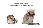 beak big_beak big_eyes comparison creepy featherless humor joke looking_at_viewer open_mouth simple_background sitting stripes text ncdraw avian bird chick galliform phasianid quail unknown_species english_text