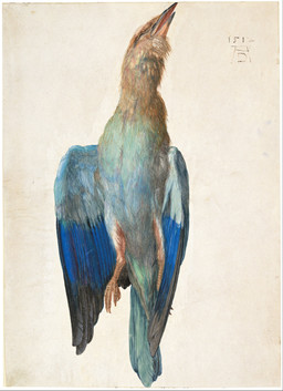 1512 ambiguous_feral ambiguous_gender avian_feet beak biped bipedal_feral blue_body blue_feathers eyes_closed feathered_wings feathers feral scuted_feet scutes simple_background solo tail tail_feathers wings albrecht_durer avian bird coraciiform roller_(bird) 16th_century absurd_res ancient_art dated detailed hi_res painting_(artwork) signature traditional_media_(artwork) traditional_painting_(artwork) traditional_watercolor_(artwork) watercolor_(artwork)