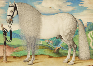 animal_genitalia balls berry black_balls black_sheath bridle cloud dappled_fur day detailed_background feral food forest fruit fully_sheathed fur genitals grey_body grey_fur hill hooves long_mane long_tail male male_feral nude nude_male outside plant quadruped river sheath solo standing tail trail tree tree_stump unguligrade valley white_body white_fur unknown_artist public_domain equid equine horse mammal 1584 16th_century absurd_res ancient_art colored gouache_(artwork) hi_res painting_(artwork) traditional_media_(artwork) traditional_painting_(artwork)