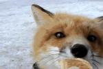 ambiguous_gender black_nose eating fangs feral fur inner_ear_fluff long_mouth no_sclera nom om_nom_nom open_mouth orange_body orange_eyes orange_fur outside real snout snow solo teeth tuft whiskers white_body white_fur unknown_artist canid canine fox mammal red_fox true_fox animated grandfathered_content headshot_portrait lol_comments low_res portrait short_playtime