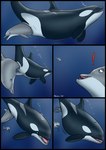 ambiguous_feral ambiguous_gender ambiguous_prey belly big_belly birth black_body blowhole blue_eyes bubble dorsal_fin exclamation_point female female/ambiguous female_feral female_pred feral feral_pred feral_prey fin genitals gills grey_body group larger_female larger_pred mammary_slits motion_lines multicolored_body partially_inside pectoral_fin pelvic_fins pussy rebirth size_difference smaller_ambiguous trio two_tone_body unbirthing underwater vaginal vore water white_body year dolorcin cetacean dolphin fish mammal marine oceanic_dolphin orca shark toothed_whale 2025 comic hi_res