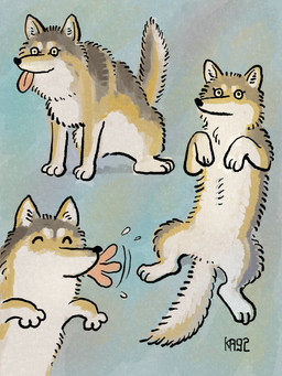 ambiguous_gender brown_body brown_fur feral fur motion_lines multicolored_body multicolored_fur paws quadruped raised_tail simple_background solo tail text tongue tongue_out two_tone_body two_tone_fur white_body white_fur ka92 canid canine mammal 3:4 artist_name digital_drawing_(artwork) digital_media_(artwork) hi_res sketch_page