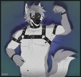 anthro bands black_nipples black_nose blue_claws blue_eyes claws collar flexing flexing_bicep fur grey_body grey_fur harness leather looking_at_viewer male nipples solo straps chaos-reign cole_canine canid canine canis domestic_dog husky mammal nordic_sled_dog spitz hi_res