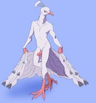absurd_res anthro asurii avian beak biped bird claws colored_nails curtsey erection feathered_tail feathers feet galliform genitals heart_symbol hi_res humanoid_genitalia humanoid_penis male nails no_navel nude peafowl penis phasianid pink_body pink_claws pink_eyes pink_penis pink_scales pose presenting presenting_penis scales simple_background slim slim_male solo songbird_(tiso) standing tail talons toe_claws toes white_body white_feathers