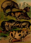 ambiguous_gender feral group hooves plant quadruped tail tail_tuft tuft tusks hugh_craig public_domain babirusa domestic_pig mammal peccary suid suine sus_(pig) warthog wild_boar 1897 19th_century absurd_res ancient_art hi_res traditional_media_(artwork)