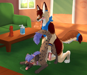 anal anal_penetration animal_genitalia animal_penis anthro anthro_on_feral anthro_penetrating anthro_penetrating_feral bestiality blue_body blue_fur blue_hair bodily_fluids brown_body brown_fur candle canine_genitalia canine_penis collar cum drooling duo feral feral_penetrated fur genital_fluids genitals hair kerchief leaking_precum lube male male/male male_on_feral male_penetrated male_penetrating male_penetrating_male penetration penis precum quadruped red_body red_fur saliva sex spiked_collar spikes nauticalcanine canid canine canis coyote hyena mammal absurd_res hi_res