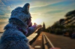 anthro clothing costume detailed_background fursuit lens_flare male real scenery solo sunset acesheperd noodle_soup keenora canid canine canis mammal wolf 2010 grandfathered_content photography_(artwork)