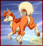 ambiguous_gender blue_eyes butt featureless_crotch feral fur looking_back null orange_body orange_fur pawpads raised_tail rear_view simple_background solo tail tan_body tan_fur flamewolf22 dakota_(flamewolf22) alaskan_klee_kai canid canine canis domestic_dog mammal spitz 2020 hi_res