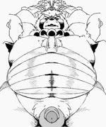 anthro areola balls becoming_erect belly big_belly bodily_fluids bound cum cumshot ejaculation erection eyes_closed flaccid genital_fluids genitals grope group humanoid_genitalia humanoid_penis kemono male male/male moobs nipple_fetish nipple_focus nipple_play nipple_suck nipples overweight overweight_male penis rope sucking sweat sigenoya takotyutyu lifewonders tokyo_afterschool_summoners gyobu_(tas) canid canine mammal raccoon_dog tanuki 2021 animated long_playtime no_sound webm