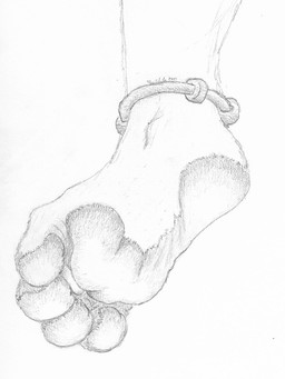 4_toes ambiguous_gender anklet anthro digit_ring feet foot_fetish foot_focus foot_shot full_foot_pawpads jewelry paw_shot pawpads paws plantigrade plantigrade_pawpads ring solo toe_ring toes salem_(hollowvoice) felid lion mammal pantherine