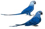 avian_feet beak blue_body blue_feathers claws duo feathers female feral legband male simple_background sitting tail tail_feathers white_background gaelcasart blue_sky_studios rio_(series) blu_(rio) jewel_(rio) avian bird macaw neotropical_parrot parrot spix's_macaw true_parrot hi_res