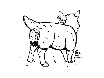 animal_genitalia animal_vulva anus bovine_genitalia bovine_vulva ear_piercing ear_tag female feral genitals looking_at_viewer looking_back piercing presenting presenting_anus presenting_vulva raised_tail solo tail vulva qwaxi~lixard bovid caprine mammal sheep