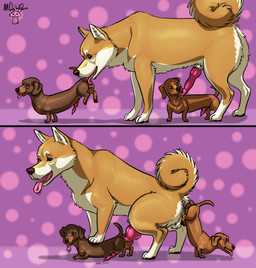 anal anal_knotting anal_penetration anal_tugging animal_genitalia animal_penis anus ass_to_ass balls bodily_fluids brown_nose butt canine_genitalia canine_penis curled_tail digitigrade dotted_background drooling erection feet feral feral_on_feral feral_penetrated feral_penetrating feral_penetrating_feral floppy_ears foot_on_back foreplay genitals group group_sex knot knot_hanging knotting larger_feral larger_male larger_penetrated licking looking_pleasured lucky_pierre male male/male male_penetrated male_penetrating male_penetrating_male oral orifice_tugging pattern_background paws penetration penile penile_penetration penis penis_in_ass penis_lick penis_size_difference pointy_ears prick_ears purple_background rimming saliva servicing_from_below sex sheath side_view simple_background size_difference smaller_feral smaller_male smaller_penetrated tail threesome tongue tongue_out mushbun canid canine canis dachshund domestic_dog hunting_dog mammal shiba_inu spitz 2020 absurd_res comic hi_res sequence