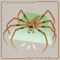 8_legs ambiguous_gender black_eyes border brown_body brown_border chelicerae feral front_view glistening glistening_eyes grey_background hashtag long_legs looking_at_viewer markings multi_limb pedipalps rectangle segmented_body simple_background solo spots spotted_body spotted_legs tan_body text toony cuttledreams arachnid arthropod ogre-faced_spider spider 1:1 2024 dated digital_drawing_(artwork) digital_media_(artwork) english_text species_name watermark