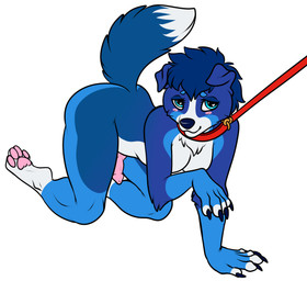 all_fours animal_genitalia animal_penis anthro black_nail_polish blue_body blue_eyes blue_fur blue_hair blush breasts canine_genitalia canine_penis collar collar_only fur genitals gynomorph hair intersex leash leash_pull leashed_collar nude pawpads penis solo feralcatalyst bernese_mountain_dog canid canine canis domestic_dog mammal molosser mountain_dog swiss_mountain_dog hi_res