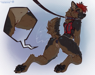 andromorph anthro anus biped blush butt buttplug claws countershade_torso countershading feet fur genitals hair intersex kneeling looking_at_viewer nude nude_andromorph nude_anthro nude_intersex paws plug_(sex_toy) rear_view sex_toy simple_background smile solo tail teeth toes vulva marsccts veeshep canid canine canis domestic_dog german_shepherd herding_dog mammal pastoral_dog 2026 digital_drawing_(artwork) digital_media_(artwork) hi_res
