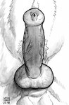 ambiguous_form animal_genitalia animal_penis anthro balls canine_genitalia canine_penis erection genital_shot genitals glistening glistening_genitalia glistening_penis knot male penis penis_shot retracted_sheath sheath solo urethra vein veiny_penis skyelegs canid mammal 2018 dated greyscale monochrome signature