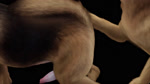 anal anal_penetration animal_genitalia animal_penis canine_genitalia canine_penis curled_tail doggystyle duo erection feral feral_on_feral feral_penetrated feral_penetrating feral_penetrating_feral from_behind_position genitals hair kneeling knot knotted_penis male male/male male_penetrated male_penetrating male_penetrating_male penetration penile penile_penetration penis penis_in_ass quadruped realistic realistic_feral sex short_hair simple_background tail finnro canid canine canis domestic_dog german_shepherd herding_dog mammal pastoral_dog 2025 3d_(artwork) 3d_animation animated digital_media_(artwork) hi_res webm