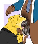 2020 animal_genitalia animal_penis anthro anthro_on_anthro anthro_penetrated anthro_penetrating anthro_penetrating_anthro balls big_balls big_penis bird_dog bodily_fluids body_part_in_mouth bojack_horseman bojack_horseman_(character) bottomless bottomless_anthro bottomless_male brown_body canid canine canis cheek_bulge clothed clothed_anthro clothed_male clothed_sex clothing colored cum cum_drip cum_in_mouth cum_in_throat cum_inside cum_on_balls cum_on_face cum_on_penis cum_strand deep_throat digital_media_(artwork) domestic_dog doost dripping drooling duo ejaculation equid equine equine_genitalia equine_penis face_fucking face_in_crotch faceless_anthro faceless_character faceless_male fellatio forced forced_oral fur genital_fluids genitals golden_retriever half-closed_eyes hi_res horse hunting_dog irrumatio labrador male male/male male_anthro male_penetrated male_penetrating male_penetrating_male mammal mostly_nude mostly_nude_anthro mostly_nude_male mr._peanutbutter narrowed_eyes navel neck_bulge necktie netflix open_clothing open_shirt open_topwear oral oral_penetration orgasm partially_clothed partially_clothed_anthro partially_clothed_male penetration penile penile_penetration penis penis_in_mouth pubes pubic_fuzz retriever saliva saliva_drip sex shirt shirt_only simple_background snout standing standing_sex tongue tongue_on_penis tongue_out topwear topwear_only vein veiny_penis yellow_body yellow_fur