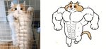 abs biceps comparison feral fur male muscular muscular_feral nude pecs simple_background solo sparkles tail tan_body tan_ears tan_fur tan_tail white_background white_body white_fur keke_(artist) strange_cats_(keke) strange_cat_(keke) domestic_cat felid feline felis mammal 2019 animated frame_by_frame photography_(artwork) reference_image short_playtime