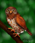 ambiguous_gender beak black_claws brown_body brown_feathers claws feathered_wings feathers feral looking_at_viewer orange_beak perching solo tail tail_feathers wings yellow_eyes shadesofgreen guardians_of_ga'hoole gylfie avian bird elf_owl owl true_owl 2011 digital_drawing_(artwork) digital_media_(artwork) full-length_portrait portrait