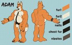 anthro areola back_muscles balls beard belly biceps biped brown_nose butt clock color_swatch eyebrows facial_hair fur genitals halftone halftone_background humanoid_genitalia humanoid_penis male musclegut muscular muscular_anthro muscular_male nipples nude orange_body orange_fur pattern_background pecs penis pubes simple_background solo standing tail tan_body tan_fur text watch wristwatch wristwatch_only mospy_(artist) adam_(traceur) canid canine fox mammal 2023 digital_media_(artwork) english_text hi_res model_sheet