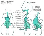 alien_anatomy balls bladder diagram esophagus front_view full_stomach gallbladder genitals green_flesh guts head_tuft humanoid_genitalia humanoid_penis internal intestines liver male organs pear-shaped_figure penis prostate solo stomach stomach_(organ) text tuft unusual_anatomy urethra wide_hips zyneru zyneru_(character) alien alien_humanoid humanoid english_text model_sheet maleherm_(lore)