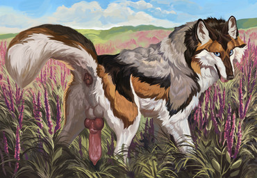 animal_genitalia animal_penis anus balls blue_eyes brown_body brown_fur butt canine_genitalia canine_penis cloud day erection feral field flower fur genitals grass grey_body grey_fur knot knotted_penis lavender_(flower) looking_at_viewer looking_back male male_feral outside penis plant presenting quadruped raised_tail rear_view sky solo standing tail white_body white_fur wavyrr friduwulf canid canine canis mammal wolf absurd_res hi_res shaded