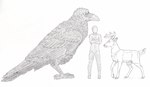 animal_genitalia duo feathers feral fur genitals macro male sheath skyfifer reverie skyfifer_(character) avian bird corvid corvus_(genus) deer humanoid mammal oscine passerine raven hi_res model_sheet monochrome traditional_media_(artwork)