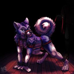 all_fours anthro auction blue_body clothing jockstrap leash male muzzle_(object) muzzled presenting solo spotlight underwear sito canid canine canis domestic_dog husky mammal nordic_sled_dog spitz 1:1 absurd_res hi_res