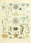 absurd_res adolphe_millot ambiguous_gender ancient_art anthozoan asterozoan biological_illustration cnidarian crinoid echinoderm echinozoan feral hi_res jellyfish marine medusozoan public_domain sea_anemone sea_cucumber starfish technical_illustration tentacles text traditional_media_(artwork) zoological_illustration