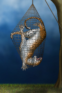 angry animal_genitalia balls black_pawpads black_spots bound captured claws detailed_background eyes_closed feral feral_bondage fully_sheathed fur genitals male net open_mouth orange_body orange_fur outside pawpads pink_nose plant rope sheath solo spots struggling tongue trap_(contrivance) trapped trapped_in_net tree upside_down white_claws raptorroper engo_(character) felid leopard mammal pantherine 2:3 absurd_res digital_media_(artwork) hi_res
