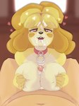 2021 absurd_res animal_crossing anthro anthro_focus bbravaa big_breasts bodily_fluids breast_play breast_squish breasts canid canine canis collar collar_only cum cum_on_breasts cum_on_face domestic_dog duo faceless_character faceless_human faceless_male female female_focus female_on_human first_person_view front_view genital_fluids genitals heart_eyes heart_symbol hi_res human human_on_anthro human_pov interspecies isabelle_(animal_crossing) looking_at_viewer male male/female male_on_anthro male_pov mammal nintendo nude penis sex shih_tzu solo_focus squish titfuck tongue tongue_out toy_dog