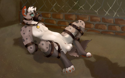 anthro arms_tied balls bdsm blue_eyes bondage bound collar frogtied fur genitals grey_body grey_fur hair legs_tied male muzzle_(object) muzzled nude penectomized solo spots standalone_balls submissive submissive_male urethra white_body white_fur white_hair crazydonkey hyena mammal hi_res